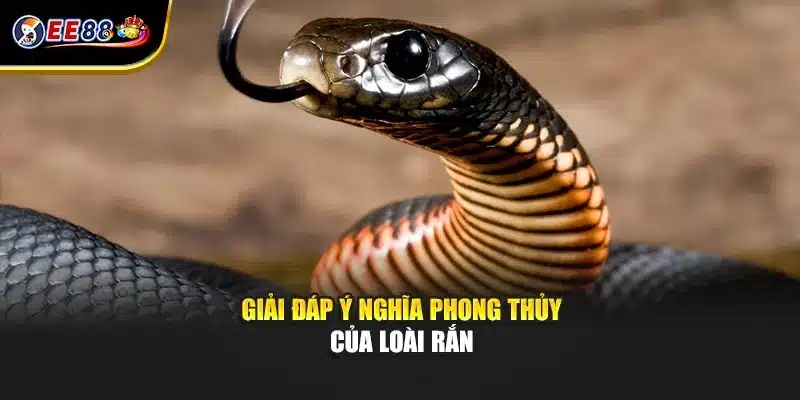 Giải đáp ý nghĩa phong thủy của loài rắn